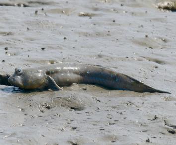 画像：体色は褐色から暗緑色で、目は頭の一番高いところに突き出ている魚。ムツゴロウ。泥の上に寝そべっている。