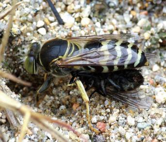 画像：黄色と黒の縞模様をもつ、典型的なハチの姿をしたハチ。ニッポンハナダカバチ。地面にとまっている。