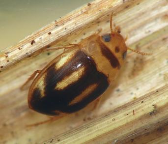 画像：背面に黒色で，黄褐色の鮮やかな模様がある昆虫。キボシチビコツブゲンゴロウ。枯葉にとまっている。