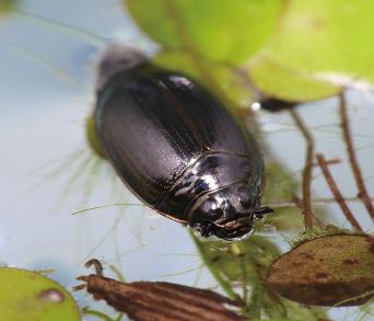 画像：光沢のある黒色で、楕円形の体の昆虫。ミズスマシ。水面に浮かんでいる。