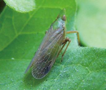 画像：全体が緑で、翅が薄茶色の頭部が前方に突出した昆虫。ミツハシテングスケバ。葉の上に乗っている。