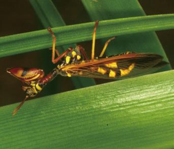 画像：上半身はカマキリ、下半身はクサカゲロウやスズメバチに似た昆虫。ツマグロカマキリモドキ。葉につかまっている。