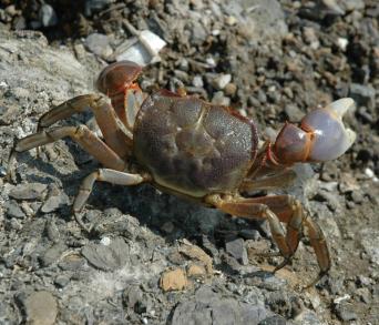 画像：甲は丸みを帯びた四角形で、縁を除いて短毛が密生するカニ。ハマガニ。河原にいる。