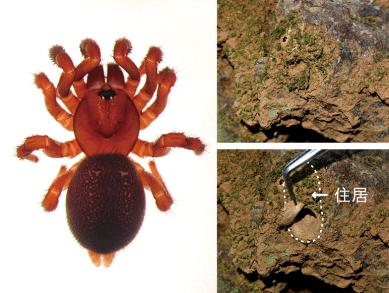 画像：触肢が長く、歩脚が5対あるように見えるクモ。キノボリトタテグモ。画像は、クモと住居を写したもの。