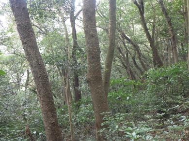 アカガシ群落の写真