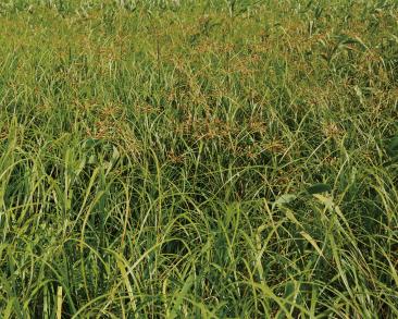 ウキヤガラ群落の写真