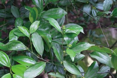 イソヤマアオキの写真