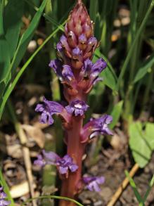 オカウツボの写真