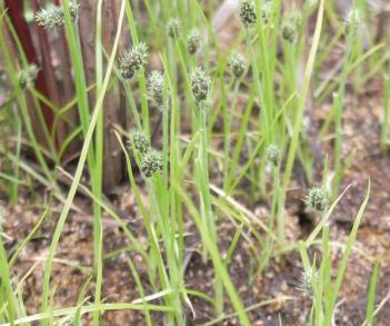 クロタマガヤツリの写真