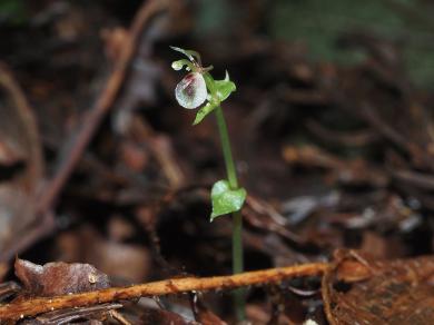 コオロギランの写真