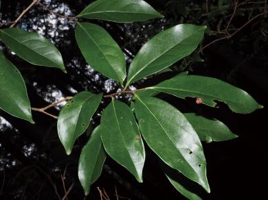 トキワガキの写真