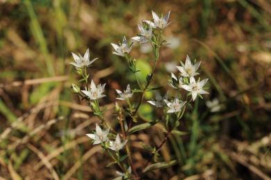 イヌセンブリの写真
