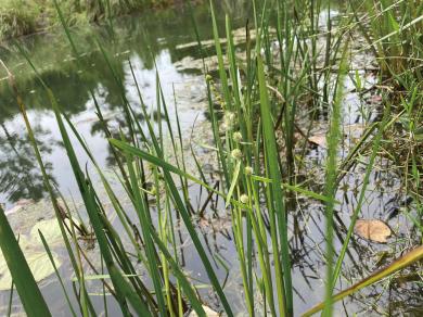 ナガエミクリの写真