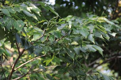 クワノハエノキの写真