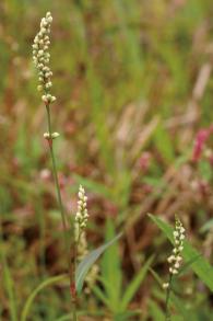 ヒメタデの写真