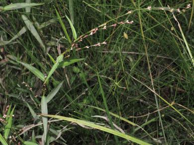 サイコクヌカボの写真