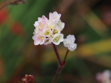 ナガバノウナギツカミの写真