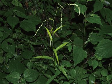 オオネバリタデの写真