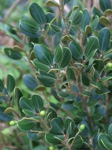 マルバニッケイの写真