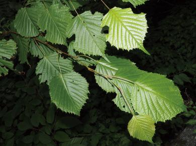 フサザクラの写真