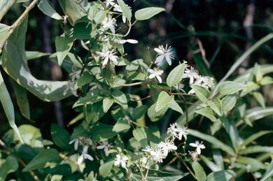 フジセンニンソウの写真