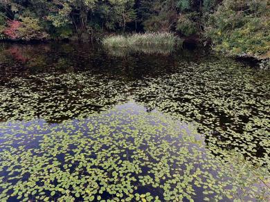 ジュンサイの写真