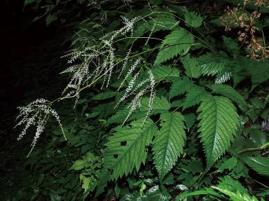 ヤマブキショウマの写真