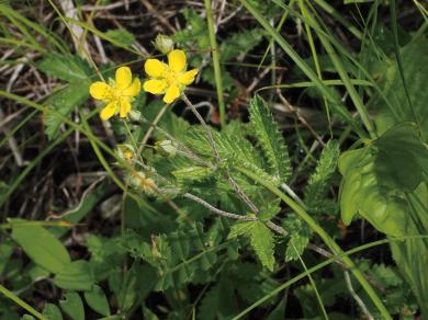 ツチグリの写真