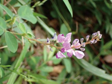 シバハギの写真