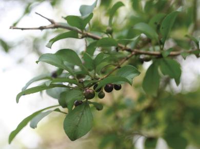 キビノクロウメモドキの写真