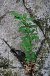 オニシバリの写真