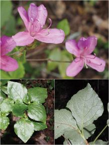 サイゴクミツバツツジの写真