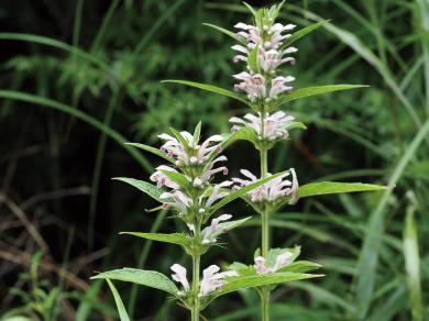 キセワタの写真