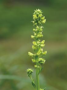 ゴマノハグサの写真