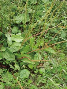 トウオオバコの写真