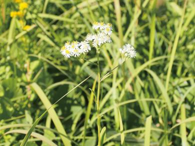 ヒメシオンの写真