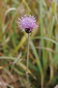 サツママアザミの写真