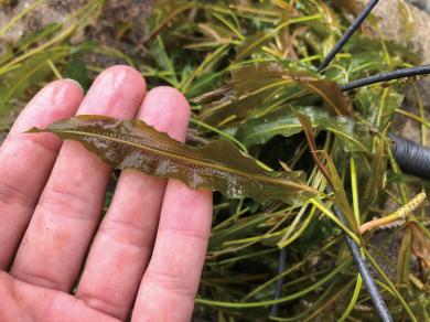 ササバモの写真