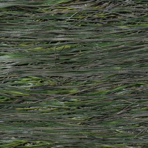 コアマモの写真