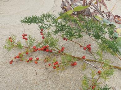 ハマタマボウキの写真