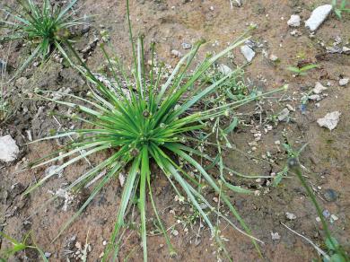 ツクシクロイヌノヒゲの写真