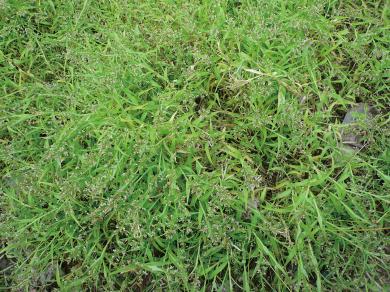 ヒナザサの写真