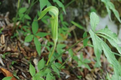 ヒロハテンナンショウの写真
