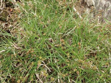 ヒメスゲの写真