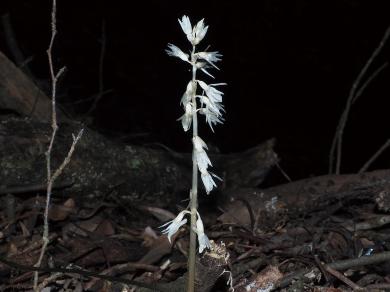タシロランの写真