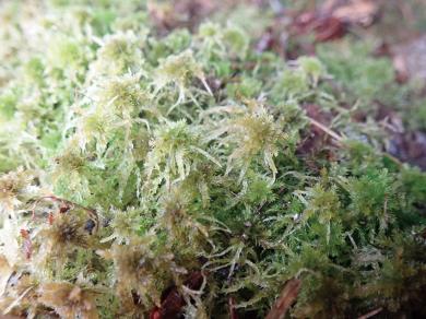 ホソベリミズゴケの写真