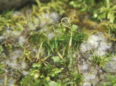 ヤマトハクチョウゴケの写真