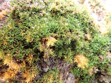 サンカクキヌシッポゴケの写真