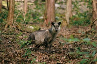 ニホンカモシカの写真