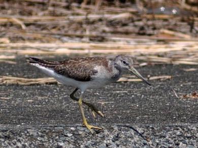 カラフトアオアシシギの写真
